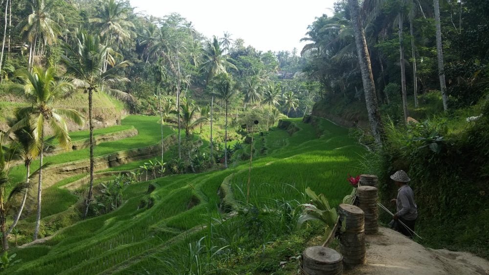 rice fields in ubud
