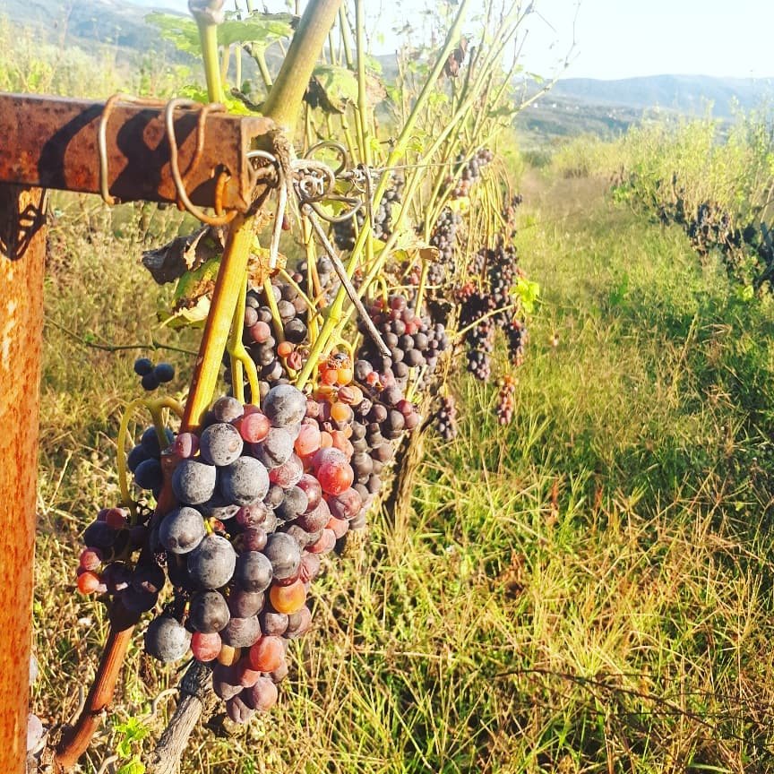 Alpeta winery, Albanian wine