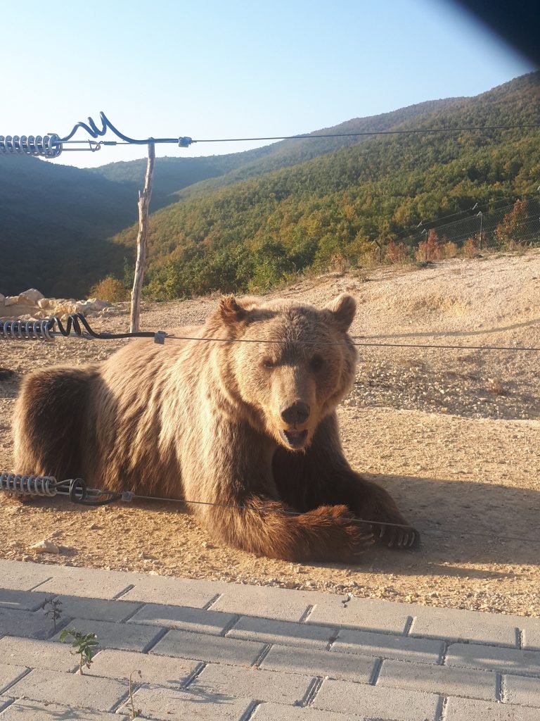 bear sanctuary prishtina
