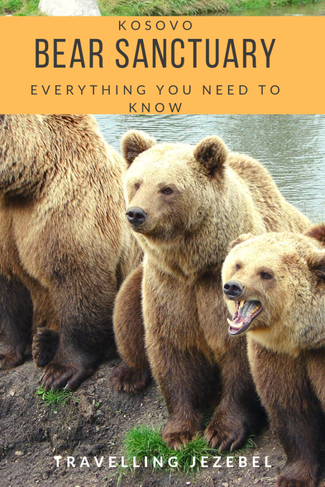 The Bear Sanctuary Prishtina - Everything You Need to Know - In this article I will tell you everything you need to know about the Bear Sanctuary Prishtina including how to get there, admission costs, the history of the sanctuary and my experiences visiting! If that sounds good then just keep reading! #pristina #prishtina #kosovo #balkans