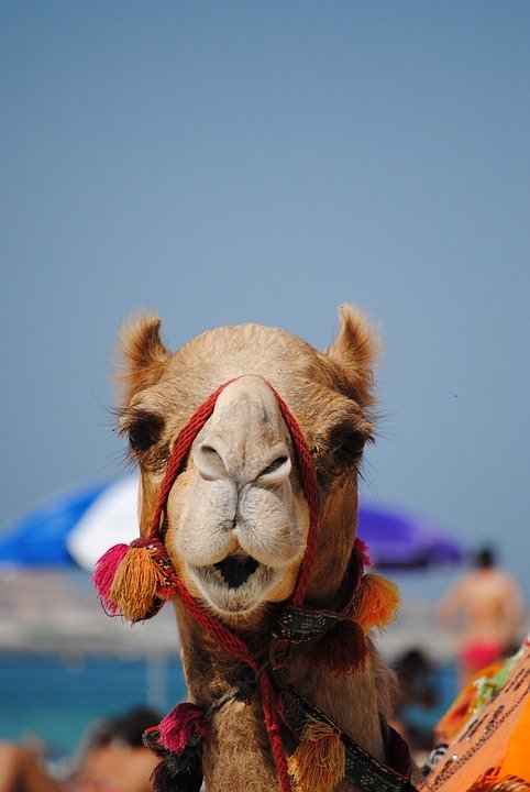 dubai camel