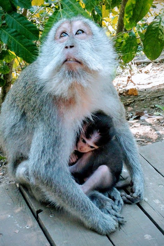 monkey forest ubud
