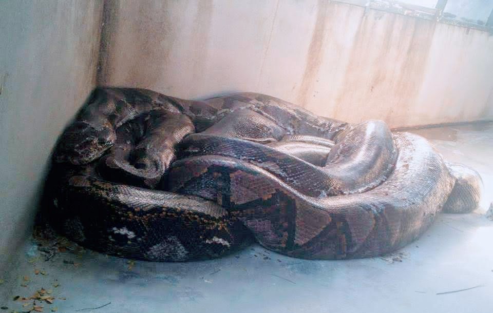 snake temple in penang