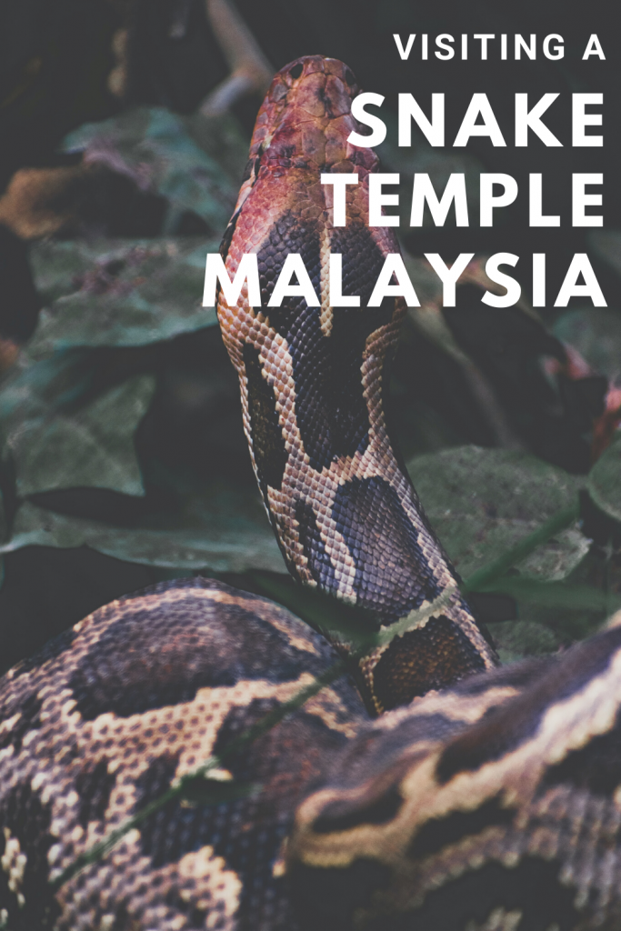Visiting the Snake Temple in Penang, Malaysia - everything you need to know. How to get there, how much does it cost, are the snakes dangerous, how many snakes are there, what is the history of the temple? #penang #snaketemple