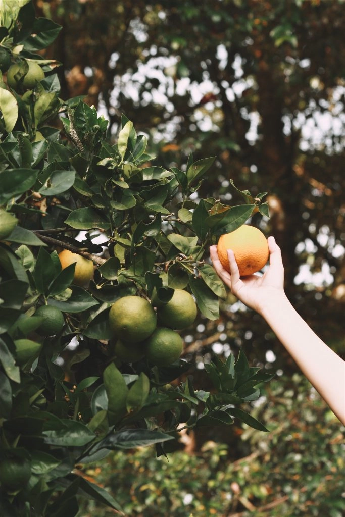 fruit picking