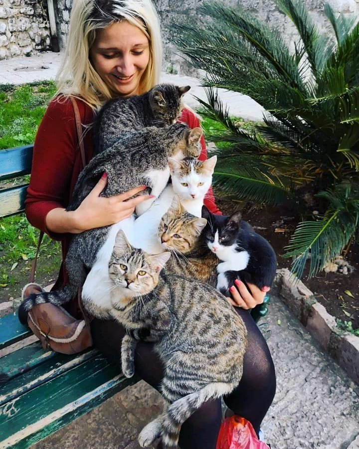 cats in kotor