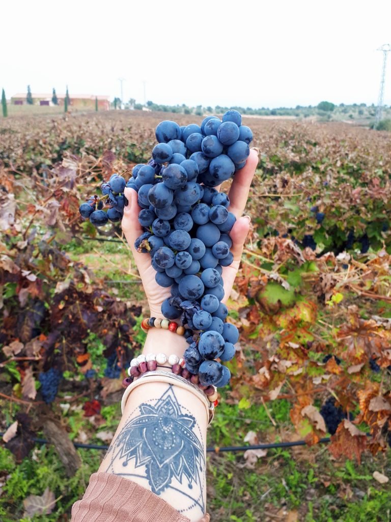 valencia wine region