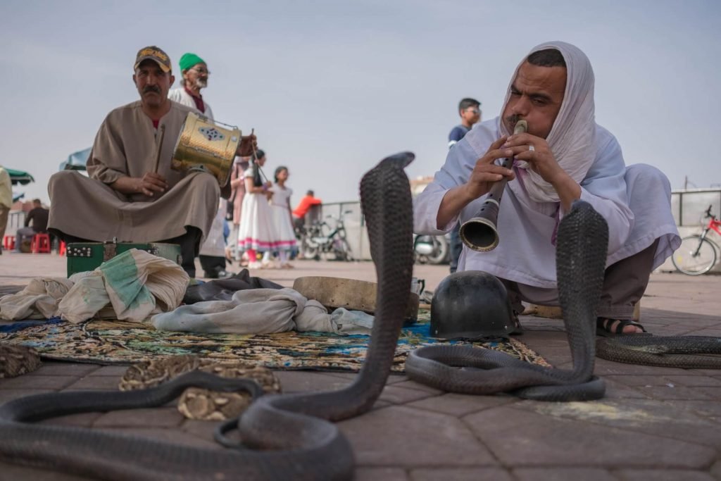 snake charmers in marrakech