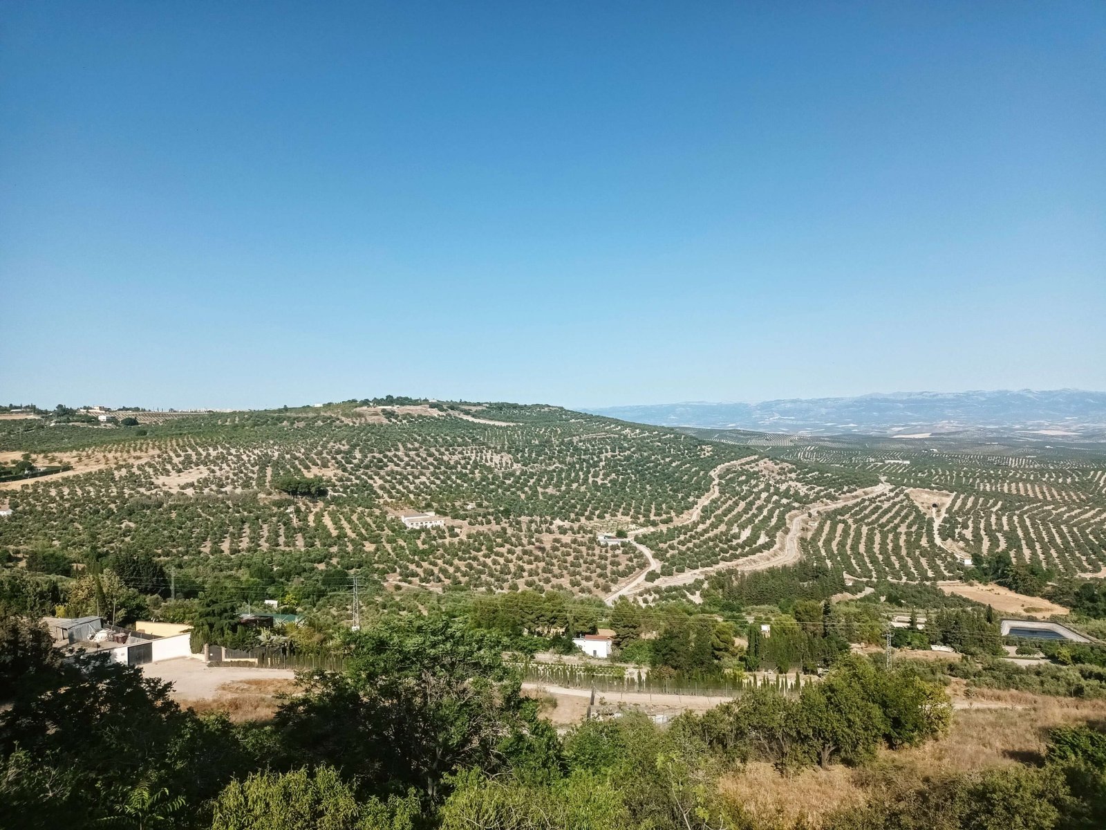 olive groves in jaen