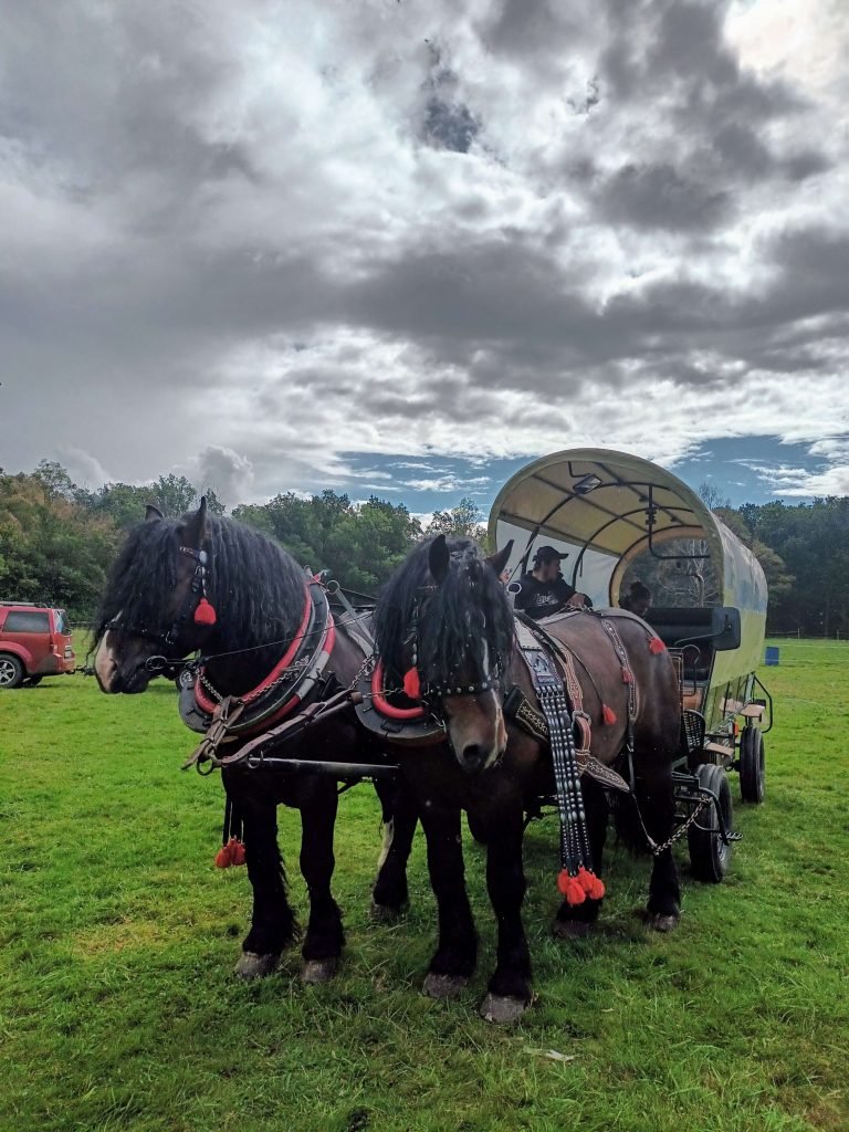 two draft horses