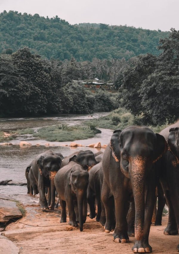 18 Reasons to Visit Sri Lanka in 2023 | Highlights of Sri Lanka