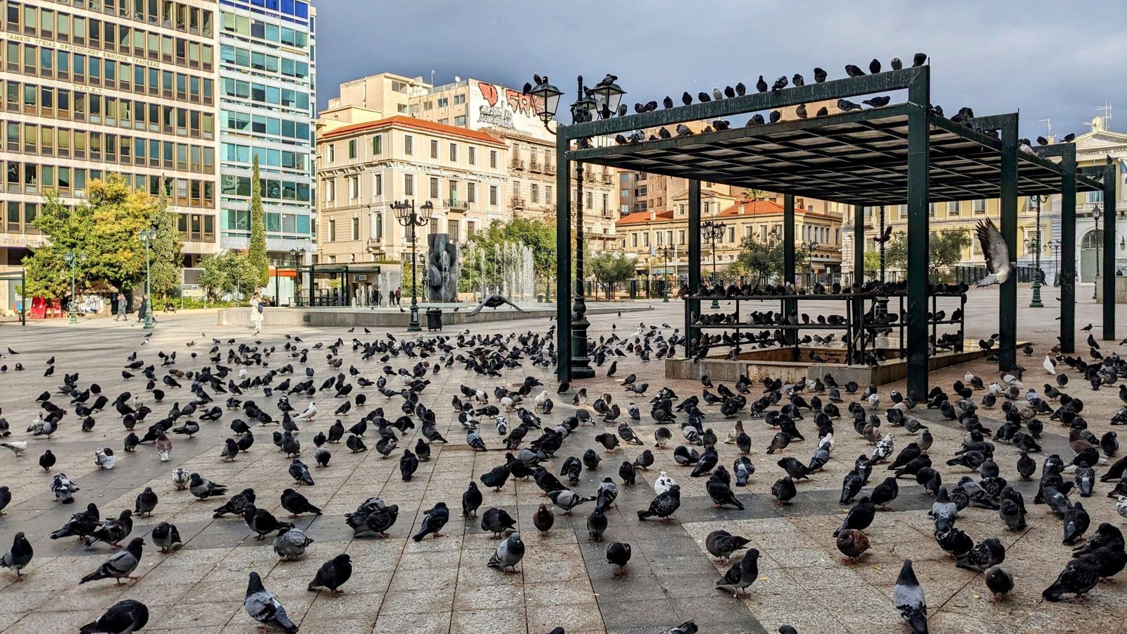 lots of pigeons in athens