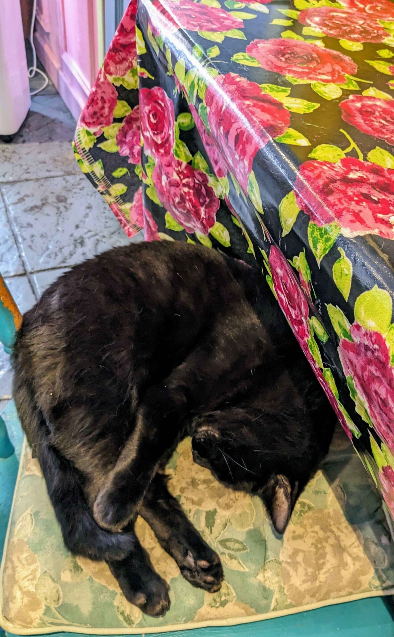a black cat asleep on a chair
