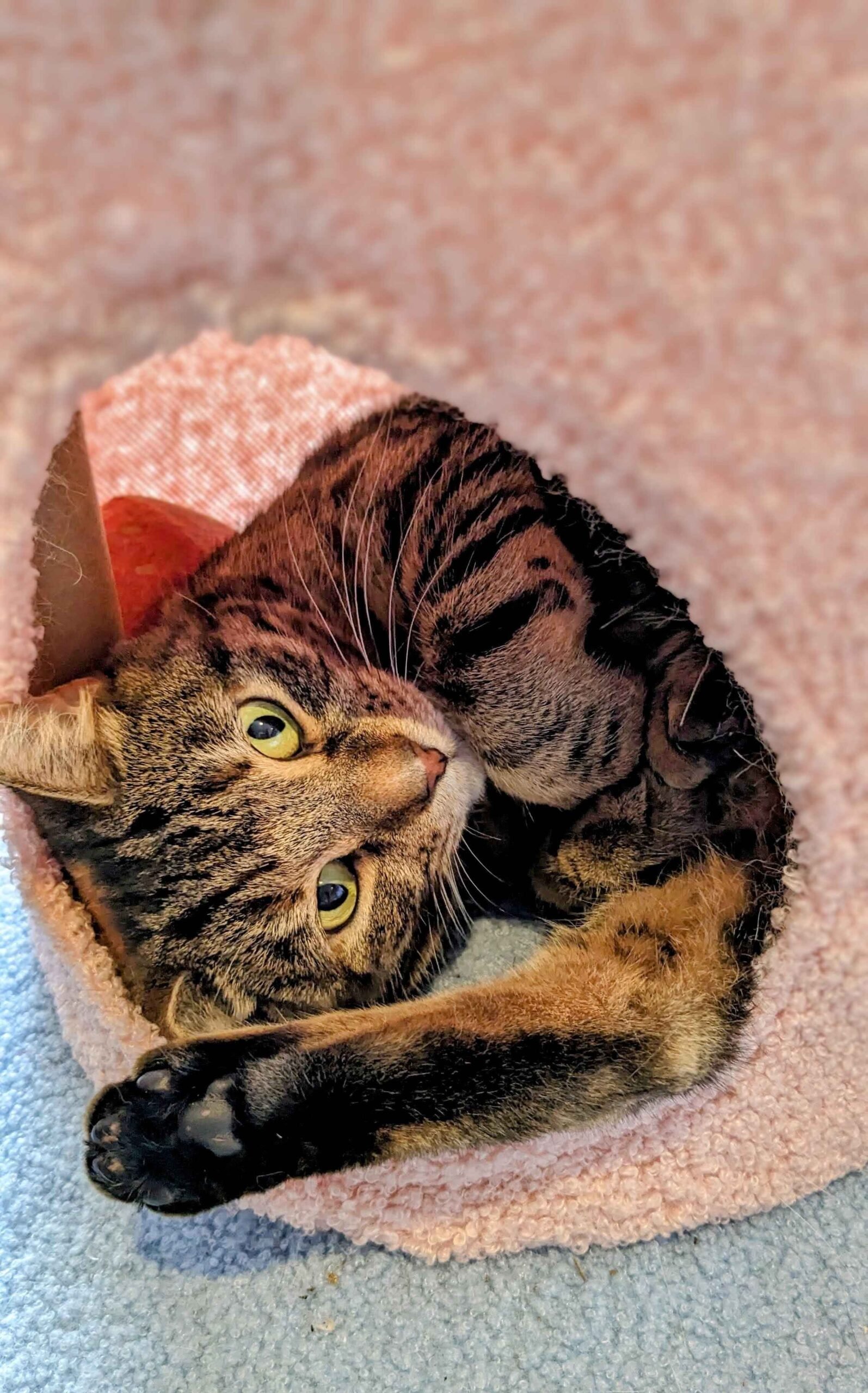 a tabby cat at shakespaw cat cafe