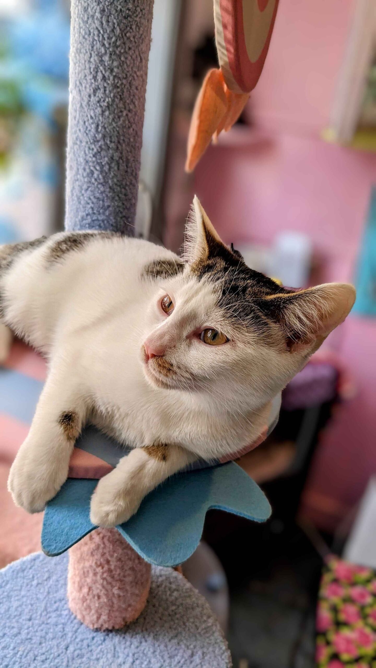 Shakespaw Cat Café in stratford upon avon