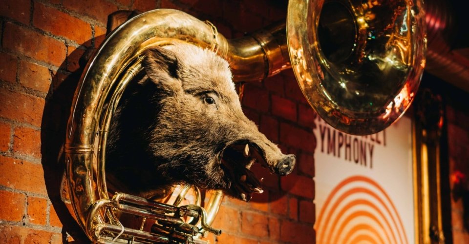 a taxidermy boar's head in 4 dame lane dublin