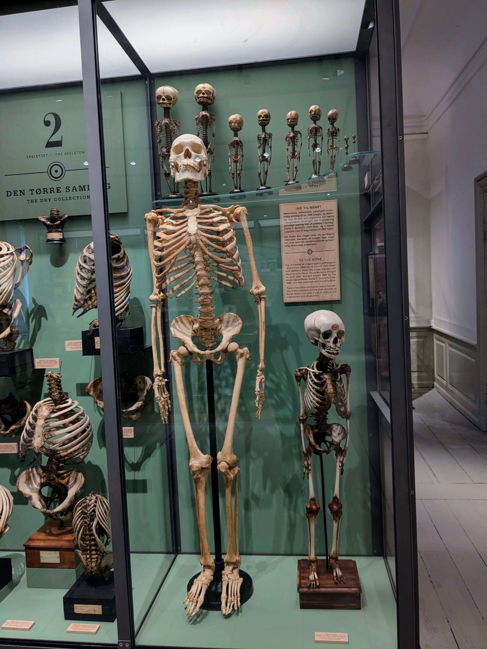 Medicinsk Museion in Copenhagen