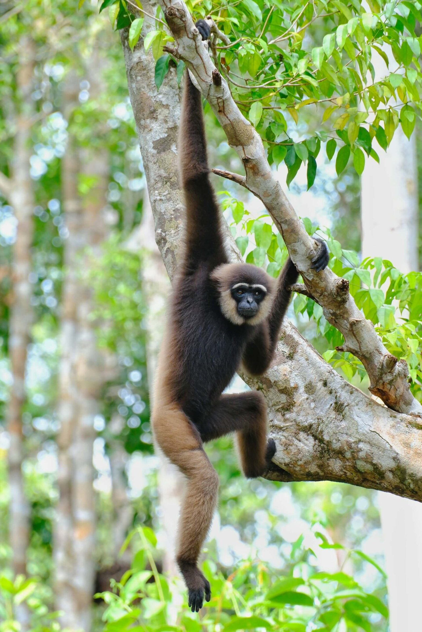 a monkey in Tanjung Puting National Park