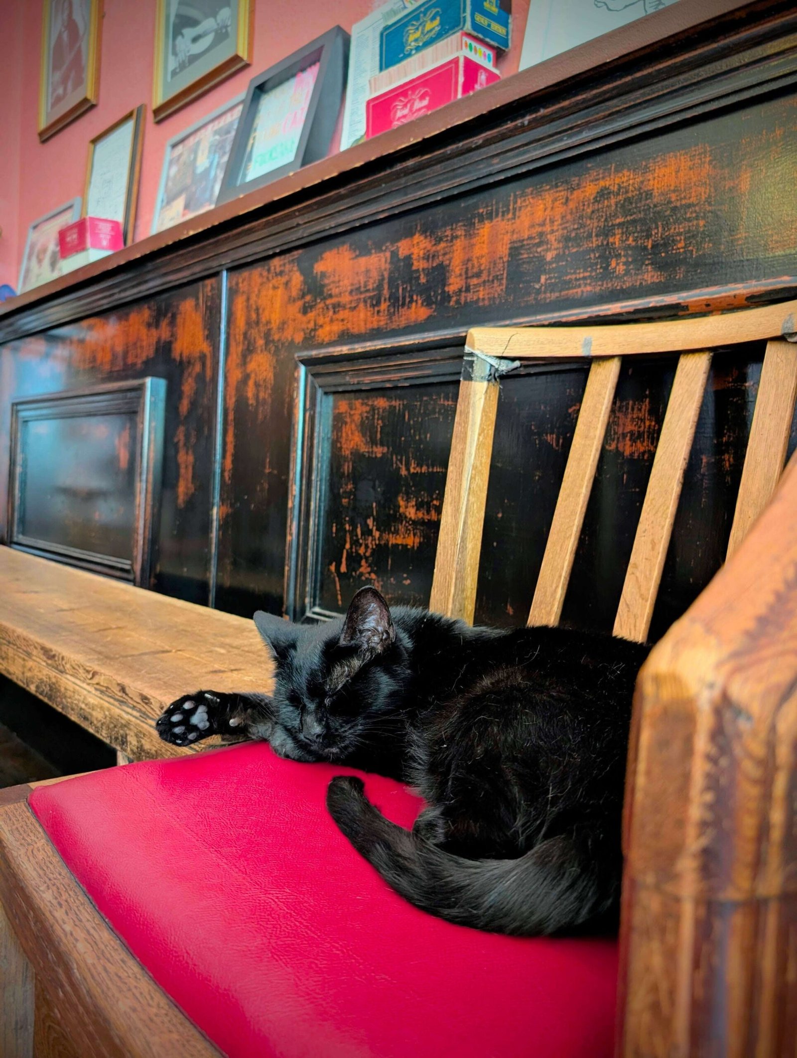 bag of nails bristol's cat pub