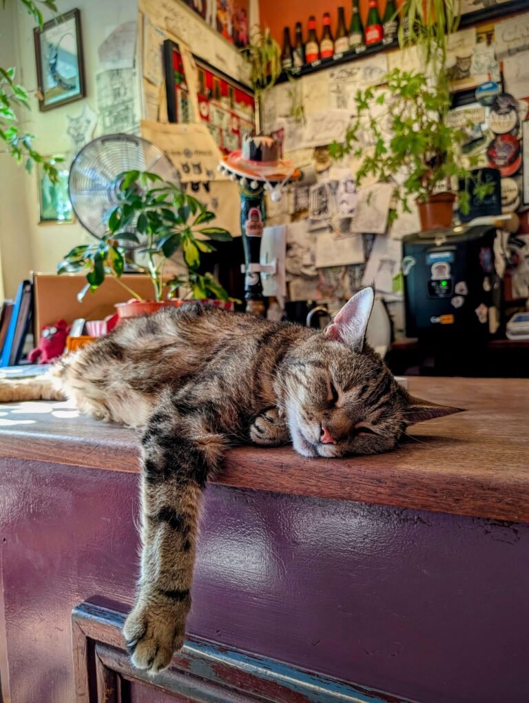 bristol cat pub