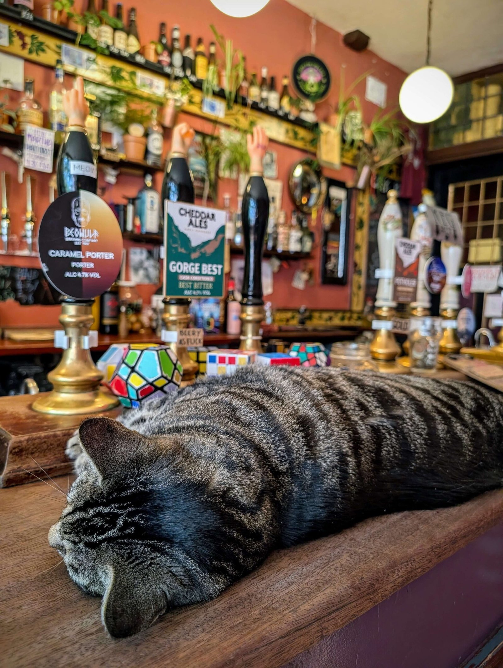 bag of nails bristol's cat pub